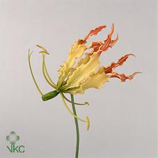 Gloriosa rutea