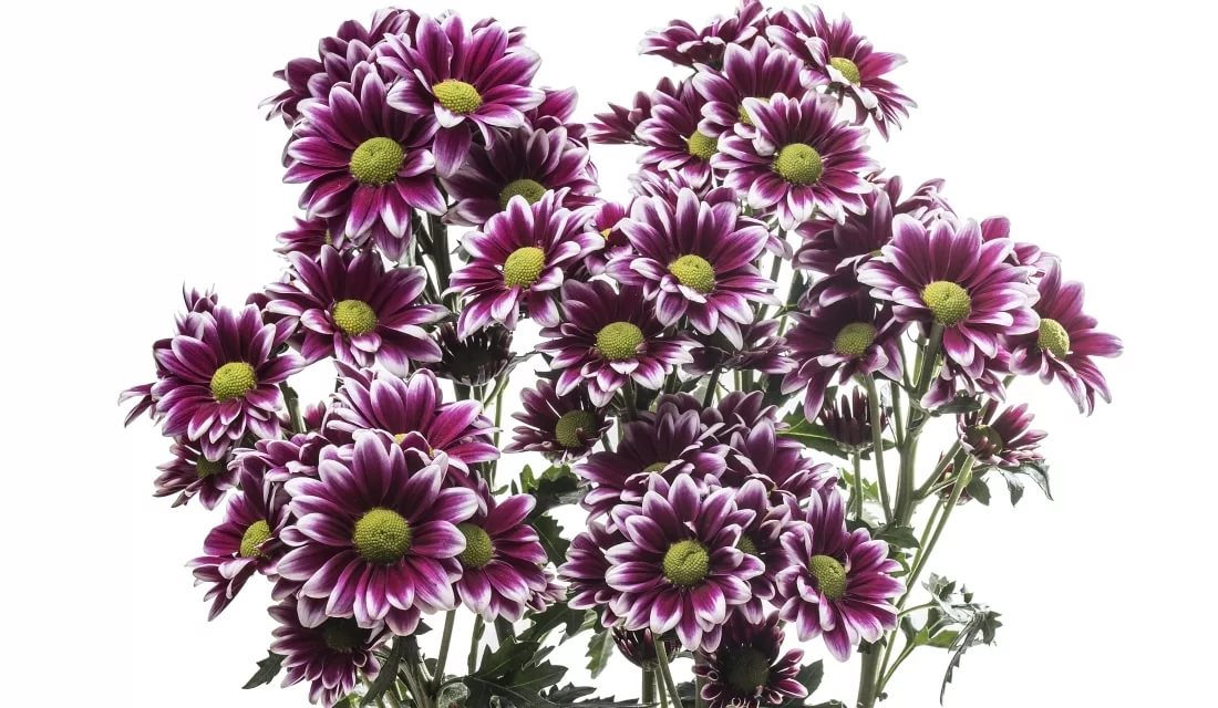 Chrysanthemum spray amethyst