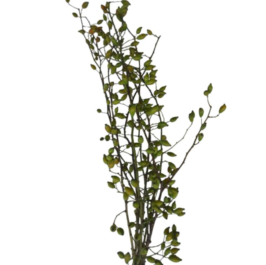 Rose Hip zaffiro green
