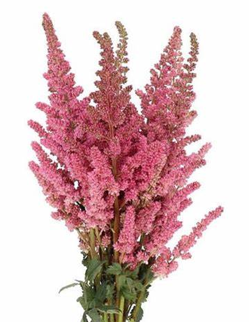 Astilbe vision in pink