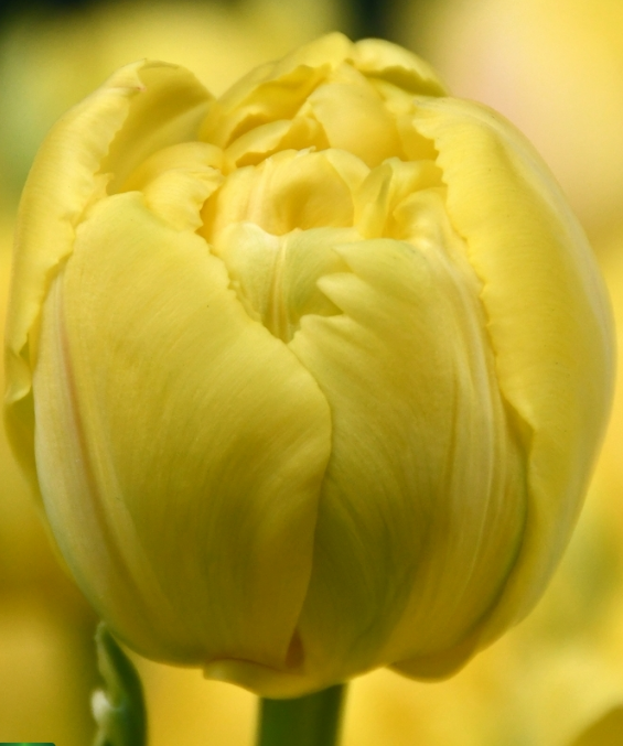 Tulip double icoon