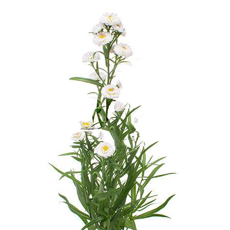 Aster astee baby white