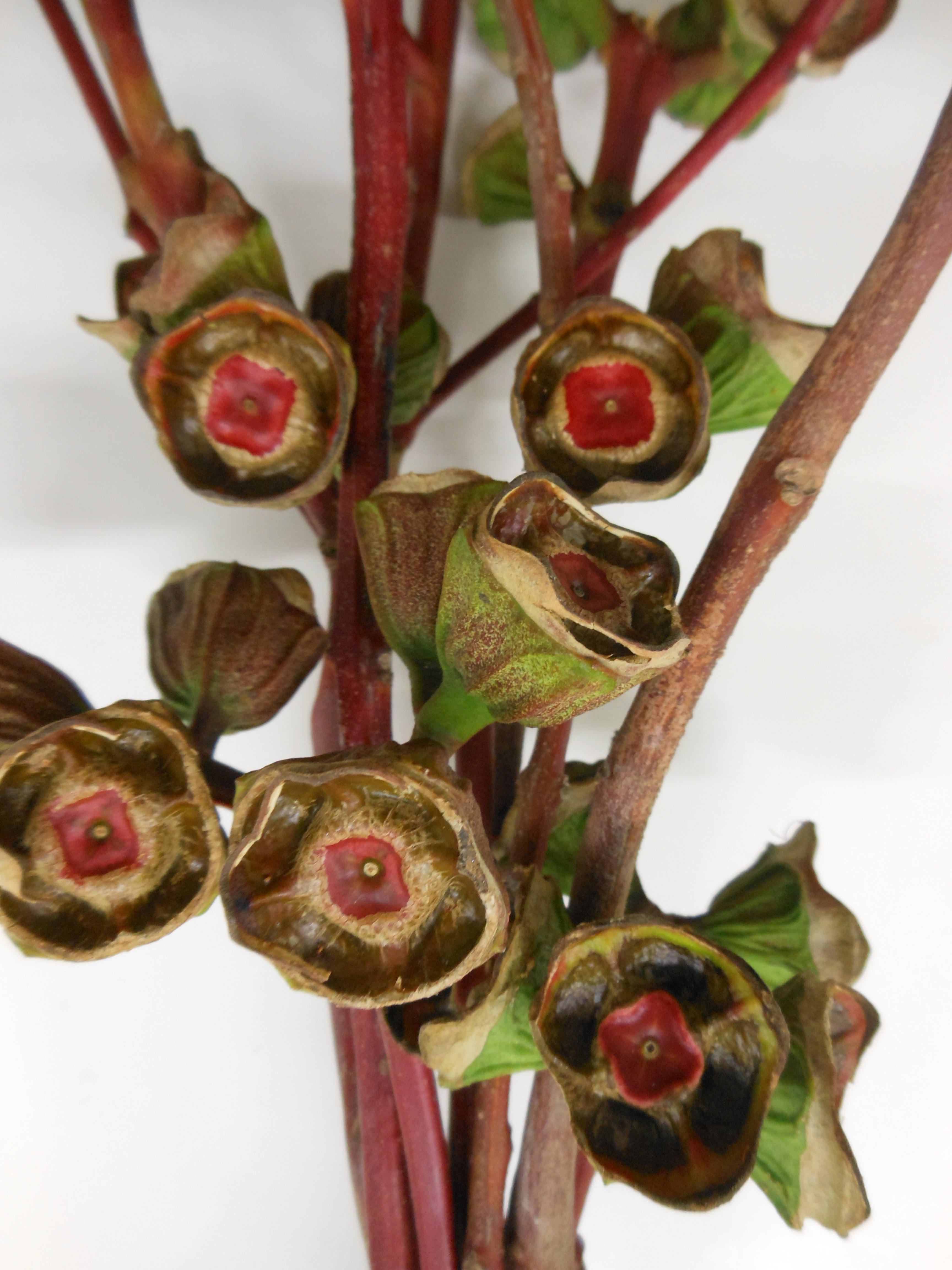 Листья Эвкалипт кардинал суперкапс