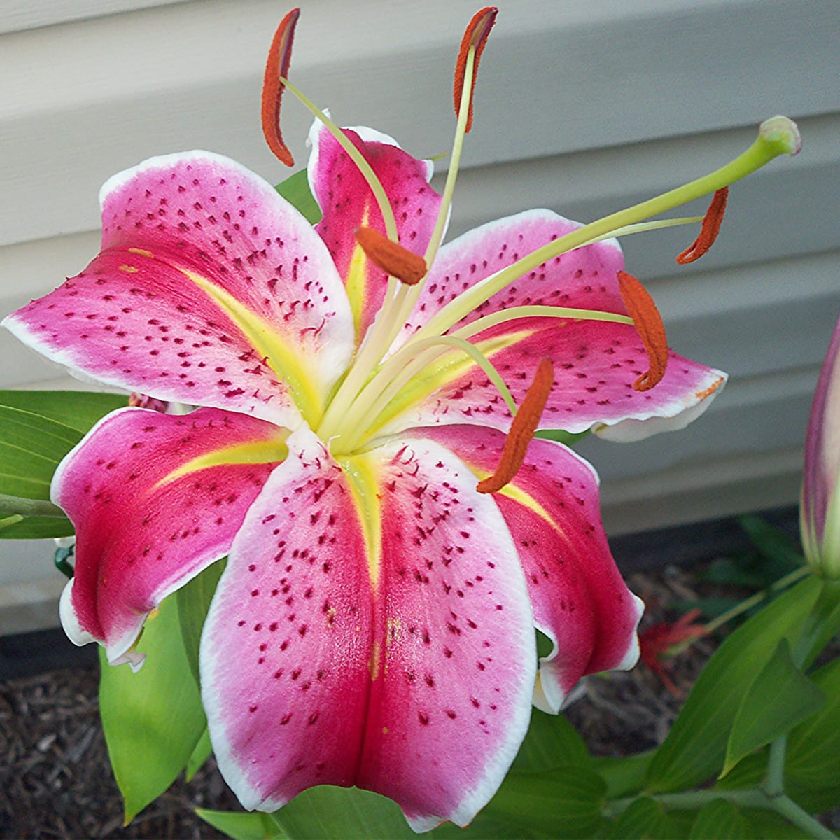 Lilium or canberra