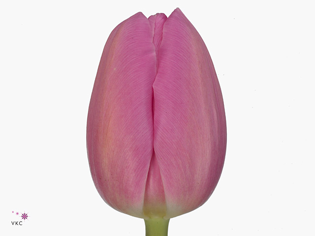 Тюльпан эн барселона пинк