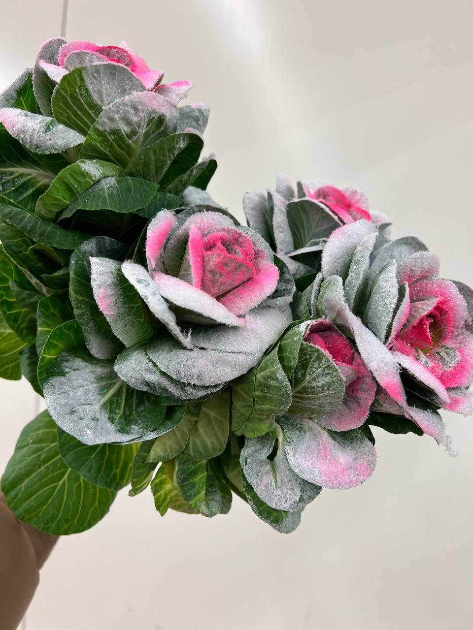 Брассика краш. розовая в Санкт-Петербурге