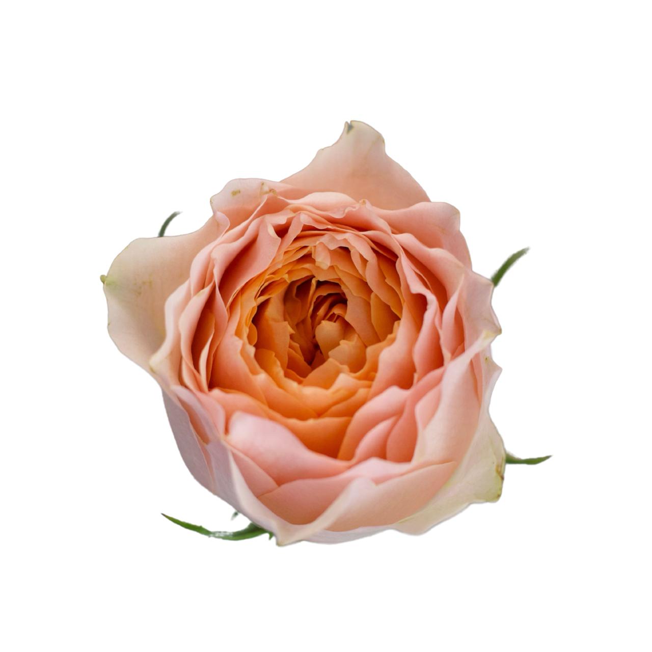 Rose gravity