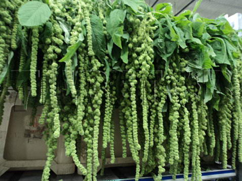Amaranthus hang groen