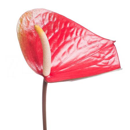 Anthurium red love