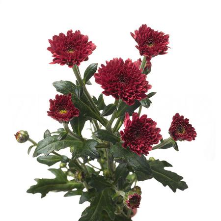 Chrysanthemum santini calimero red