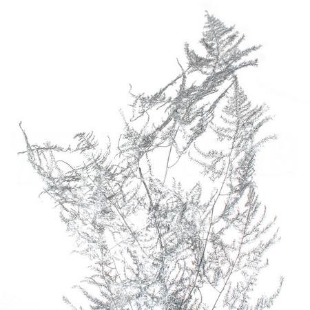 Листья Аспарагус краш. серебрянный