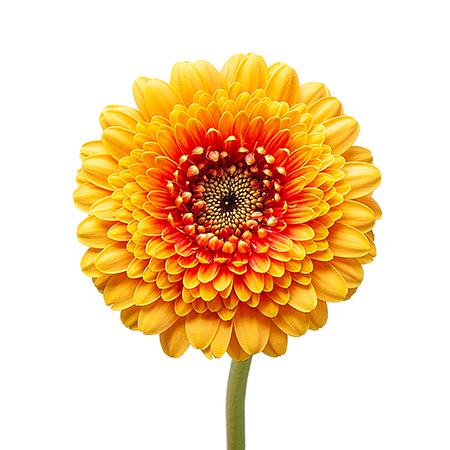 Gerbera mini gerponi bonita