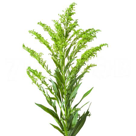 Solidago vrf green