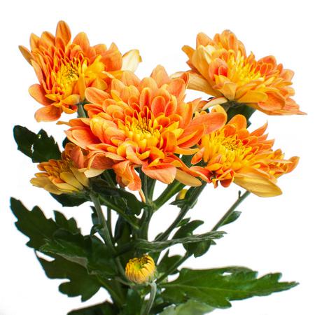 Chrysanthemum spray bartoli