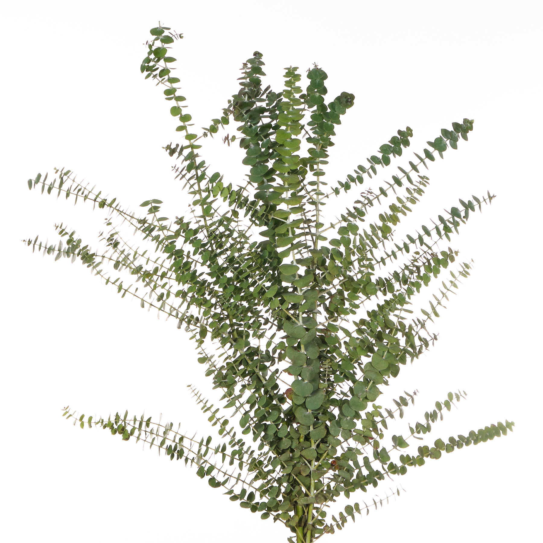 Листья Эвкалипт беби блу отм в Москве