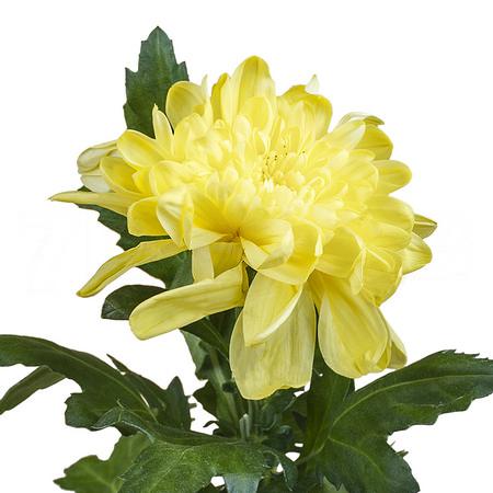 Хризантема гп зембла желтая