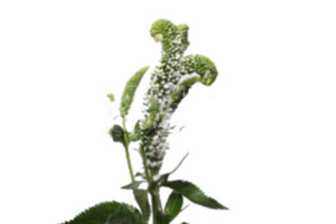 Вероника смарт ален вайт