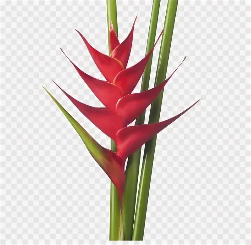 Heliconia prince of darkness