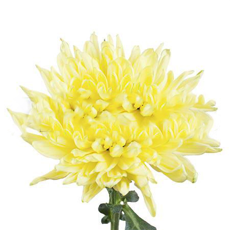 Chrysanthemum spray zembla brasil