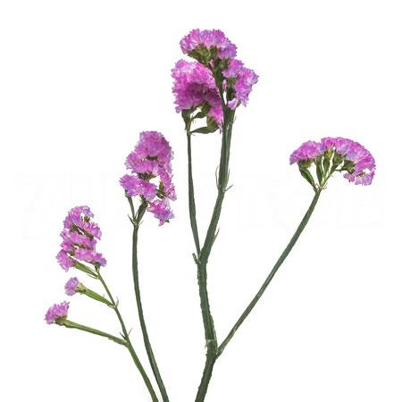 Статица пинк сан бердс