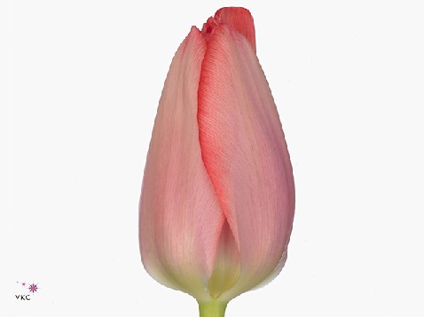 Tulip enkel vingino