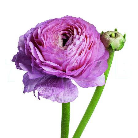 Ранункулус клуни колорадо в Москве