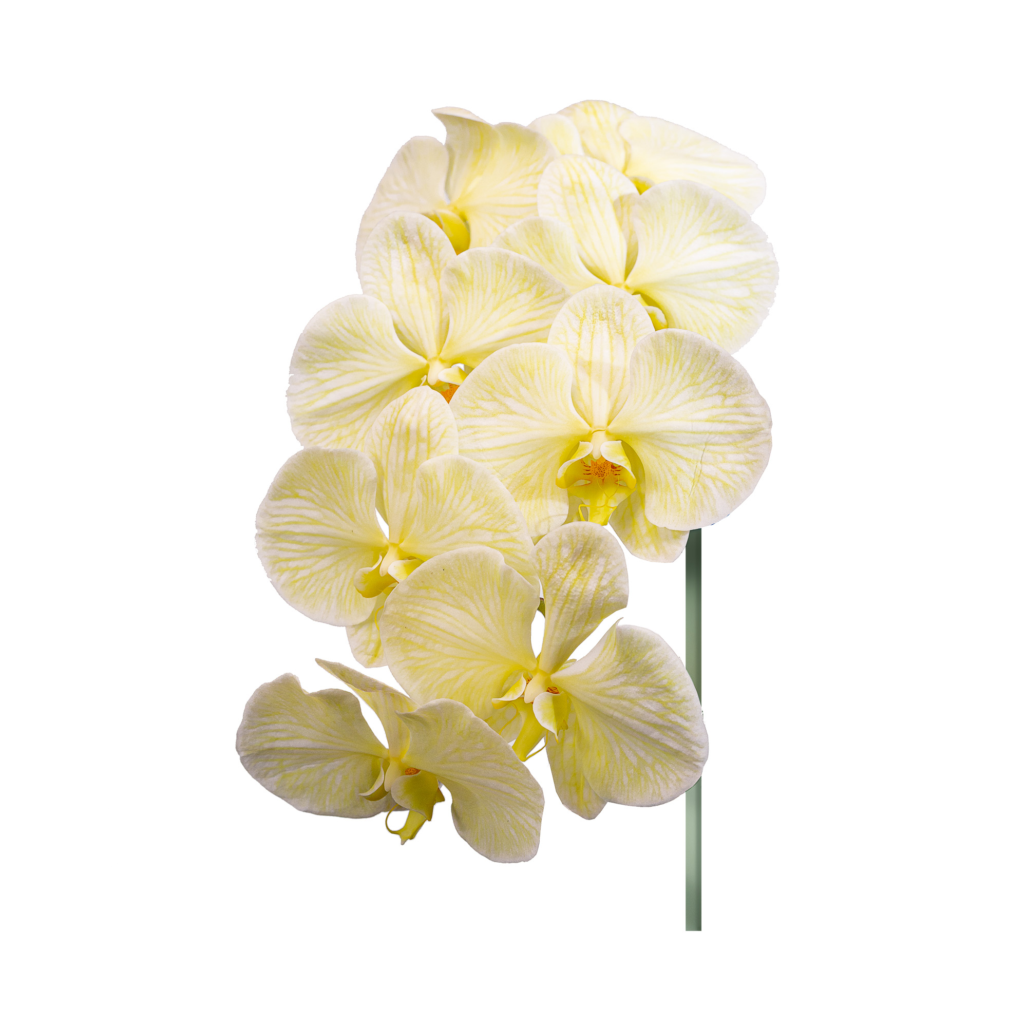 Phalaenopsis yellow