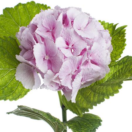 Hydrangea lolly pop
