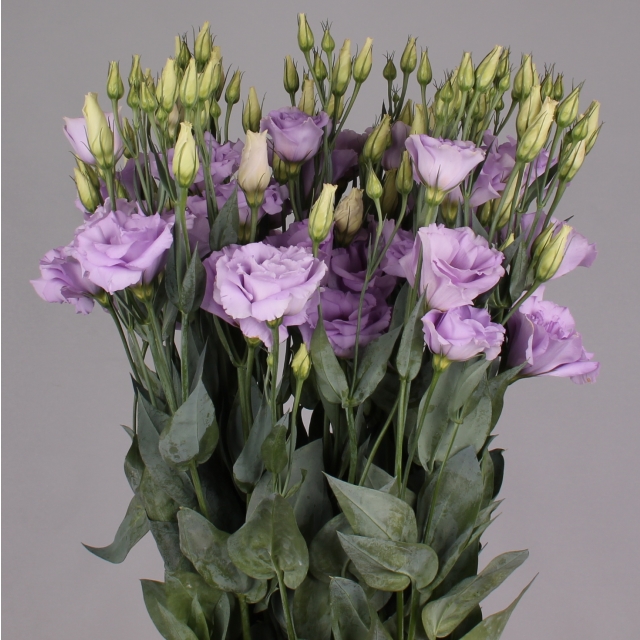 Eustoma double mariachi lavender