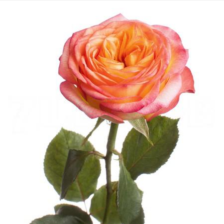 Роза гр хоудини