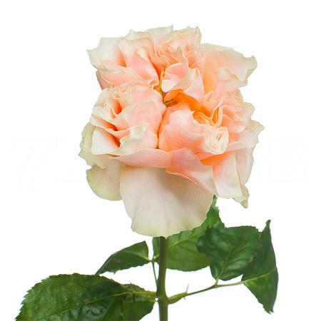 Роза однг копперфилд