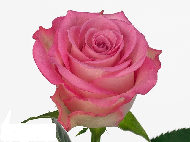 Роза однг пинк флейм в Москве