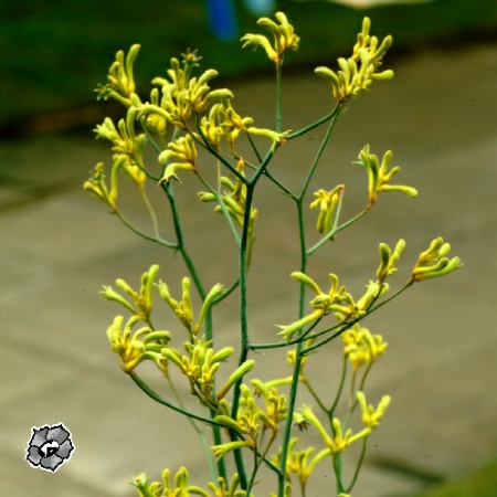 Anigozanthos geel