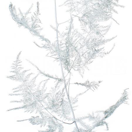 Листья Аспарагус краш. белый со снегом