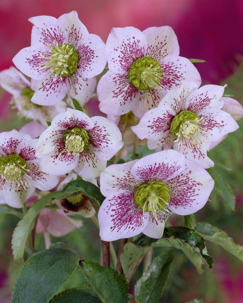 Helleborus pink lady