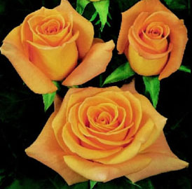 Роза однг экзотика в Москве