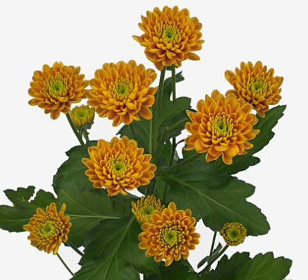 Хризантема куст джонни