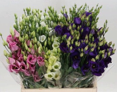 Лизиантус эн микс