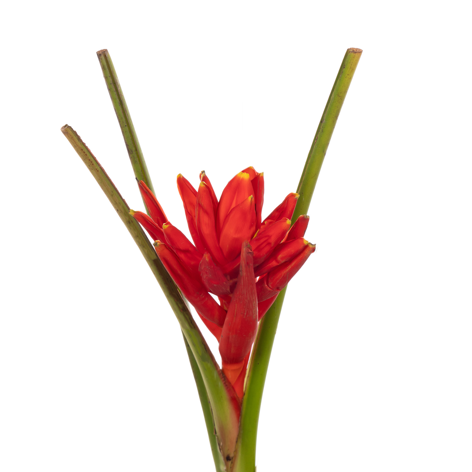 Musa Dwarf coccinea