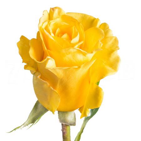 Роза однг голден фешн в Новосибирске