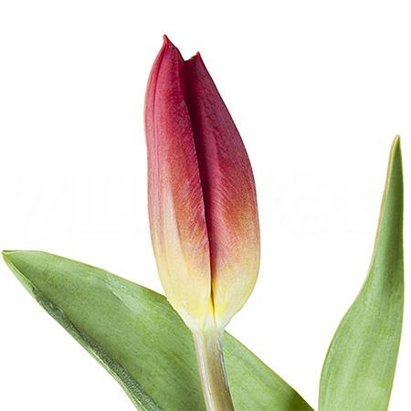 Tulip enkel strong fire