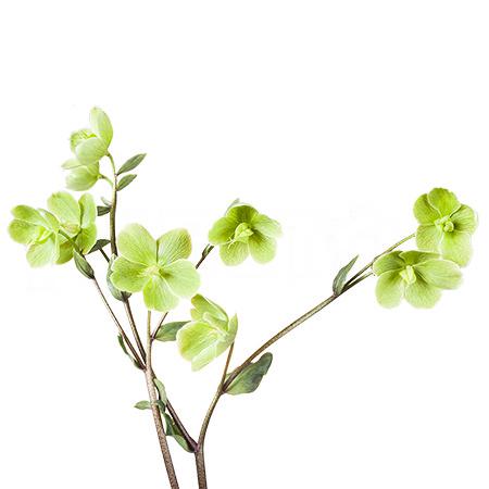 Хелеборус винтербеллс