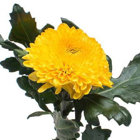 Chrysanthemum single paladov sunny