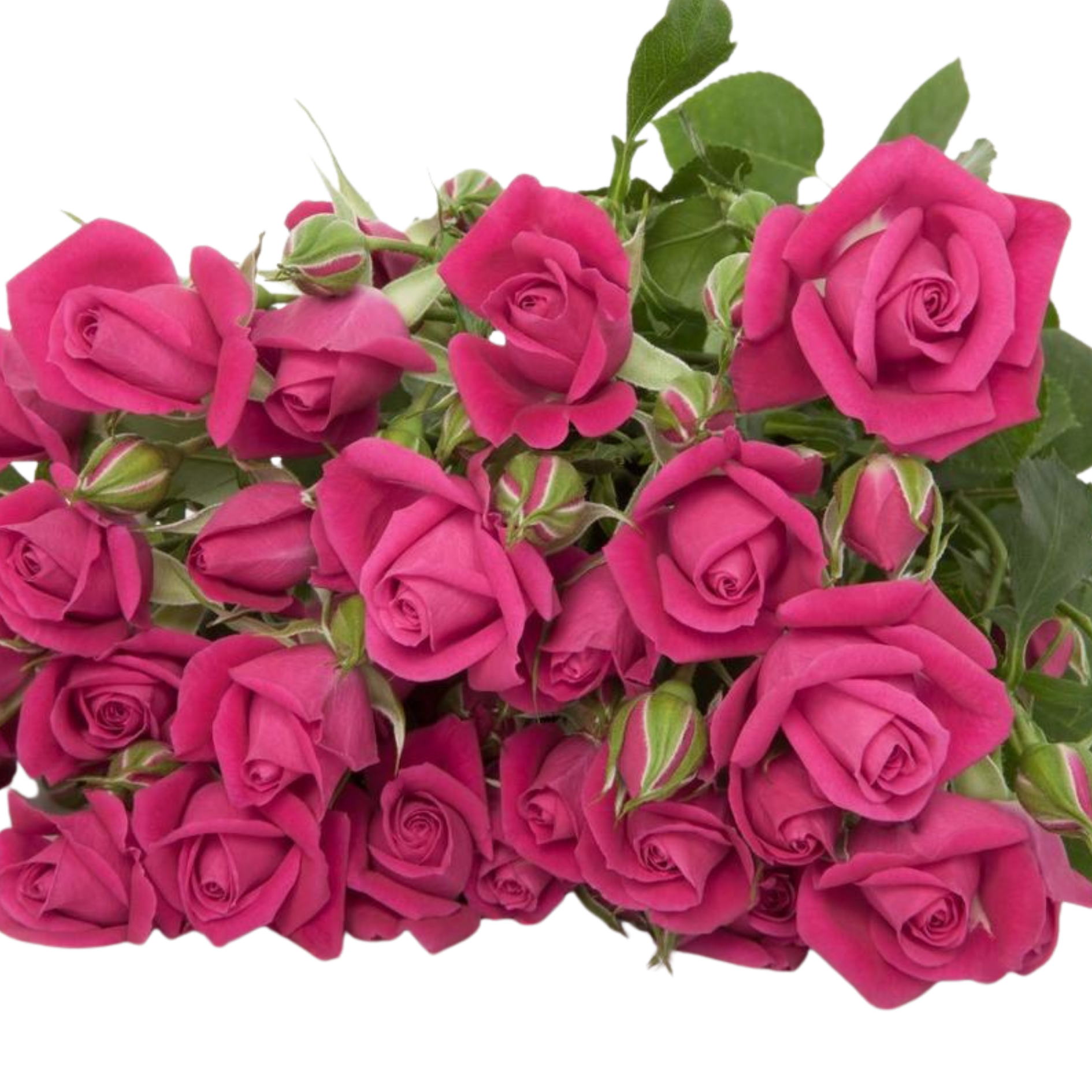 Rose spray alicia