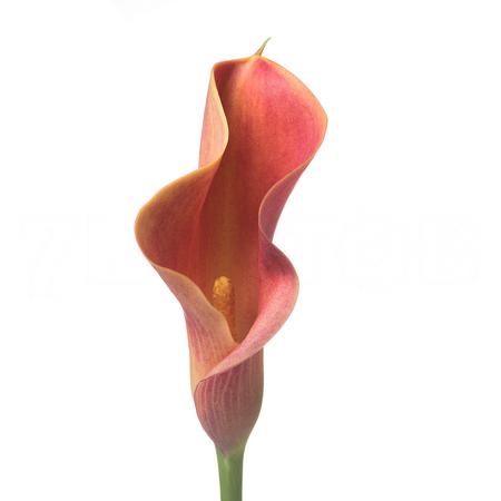Zantedeschia lady marmalade