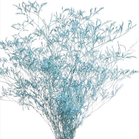 Лимониум краш. голубой в Санкт-Петербурге