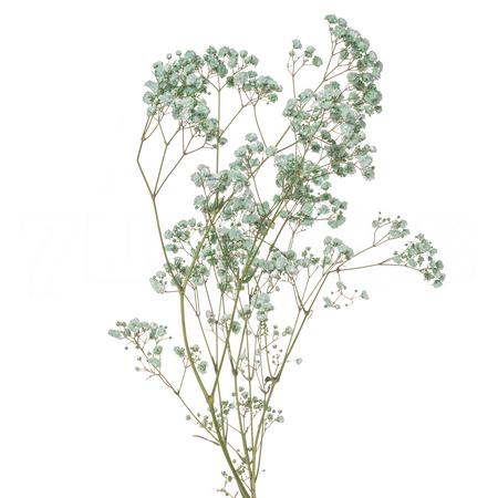 Гипсофила краш. светло-зеленая в Москве