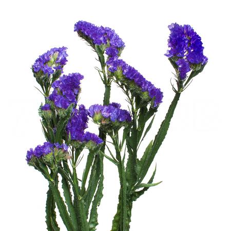 Статица блю вингс