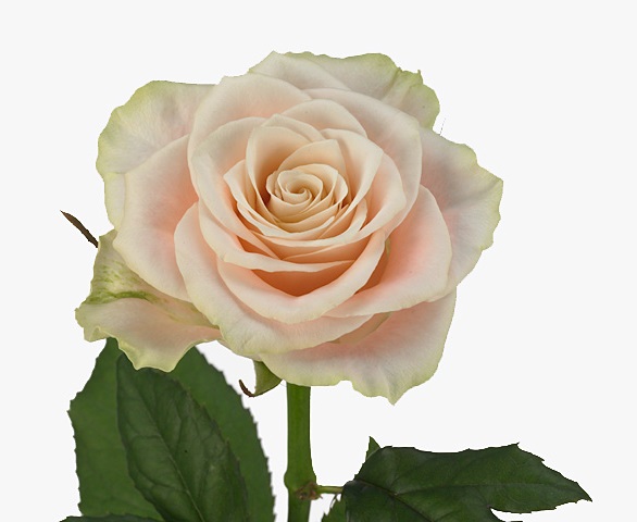 Роза гр шармант