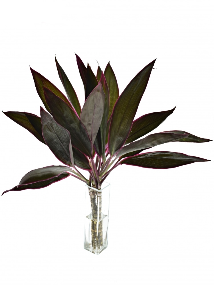 Blad Cordyline red sensation
